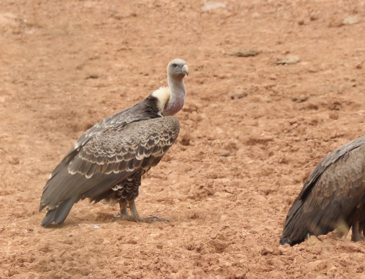 image Rüppell's Griffon